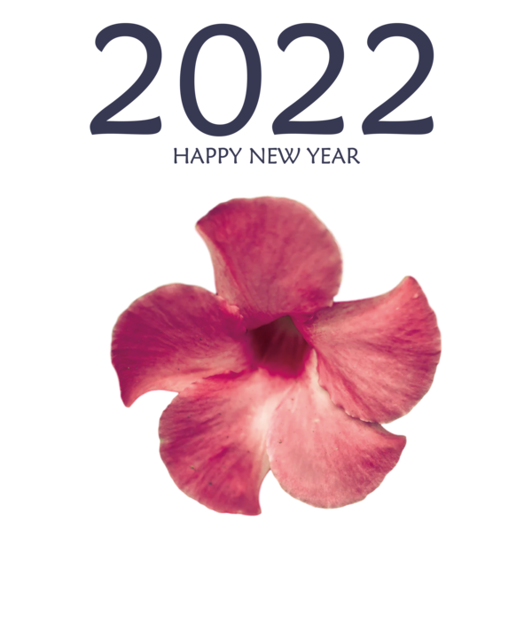 Transparent New Year Flower Moth orchids Petal for Happy New Year 2022 for New Year