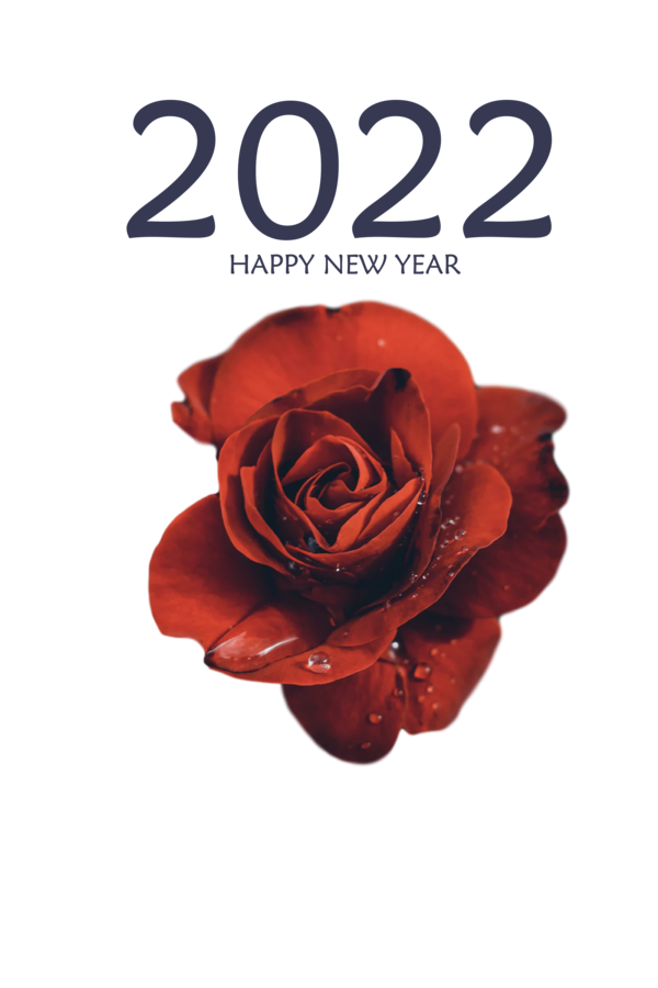 Transparent New Year Garden roses Cut flowers Rose for Happy New Year 2022 for New Year