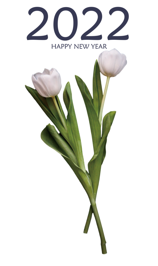 Transparent New Year Floral design Plant stem Tulip for Happy New Year 2022 for New Year