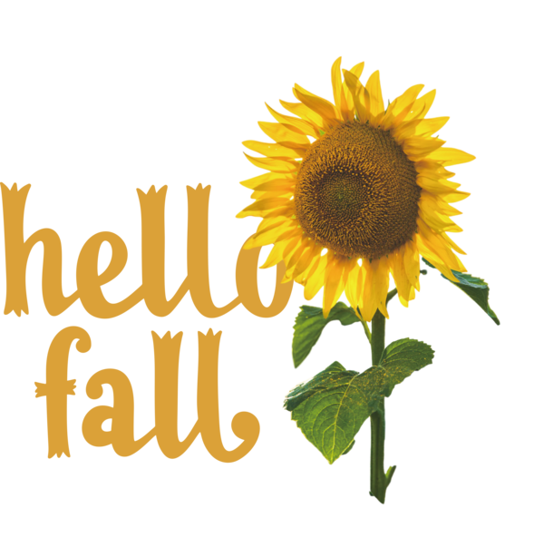 Transparent Thanksgiving Common sunflower Flower Sunflower Seeds for Hello Autumn for Thanksgiving