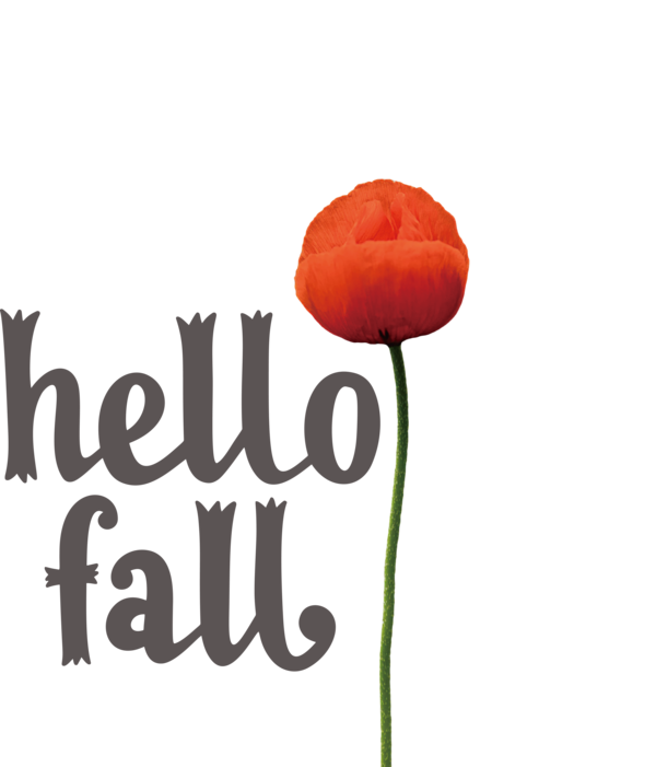 Transparent Thanksgiving Flower Plant stem Petal for Hello Autumn for Thanksgiving