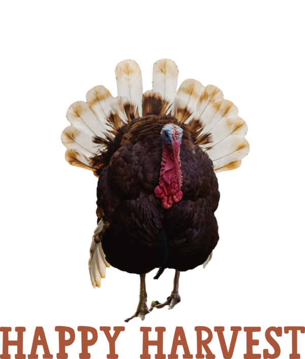 Transparent thanksgiving Domestic turkey Wild turkey Drawing for Harvest for Thanksgiving