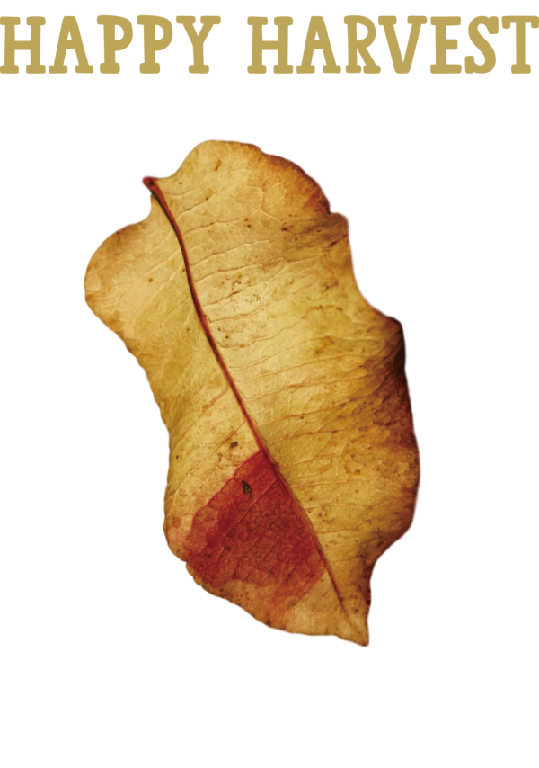 Transparent thanksgiving Leaf Meter Color for Harvest for Thanksgiving