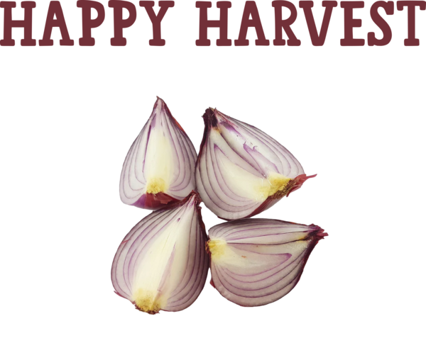 Transparent thanksgiving Vegetarian cuisine White Onion Red Onion for Harvest for Thanksgiving