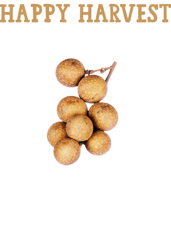 Transparent thanksgiving Longan Longan Superfood for Harvest for Thanksgiving