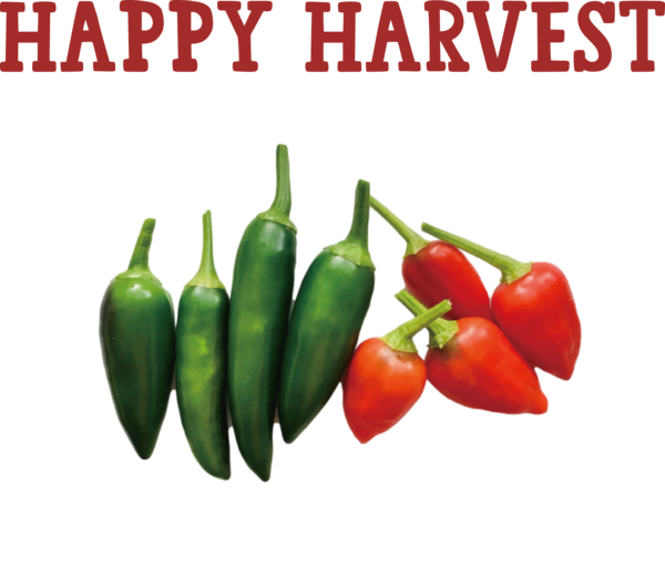 Transparent thanksgiving Bell Pepper Chili pepper Serrano pepper for Harvest for Thanksgiving