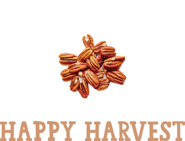 Transparent thanksgiving Pecan pie Pecan Nut for Harvest for Thanksgiving
