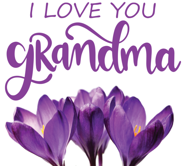 Transparent National Grandparents Day Crocus Iris family Flower for Grandmothers Day for National Grandparents Day