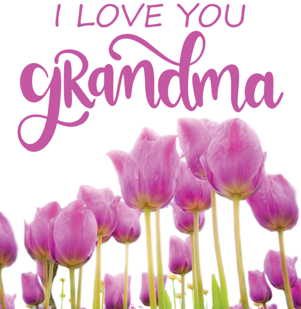 Transparent National Grandparents Day Flower Plant Tulip for Grandmothers Day for National Grandparents Day