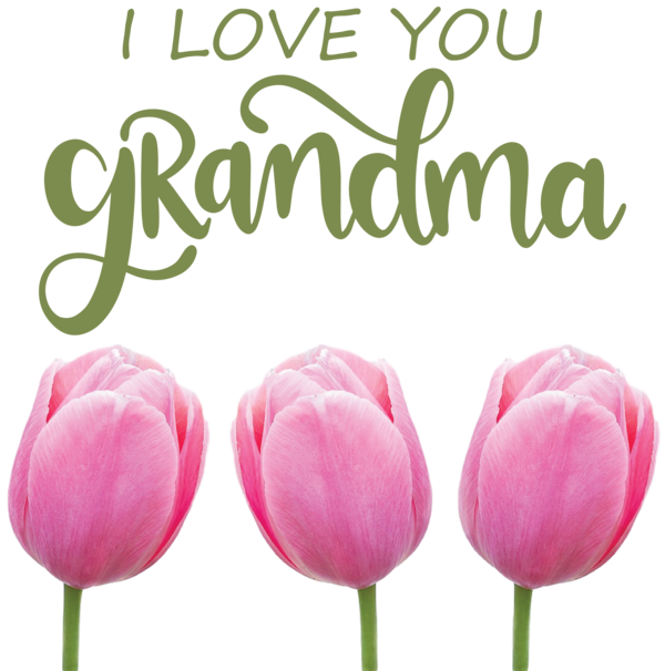 Transparent National Grandparents Day Cut flowers Flower Tulip for Grandmothers Day for National Grandparents Day