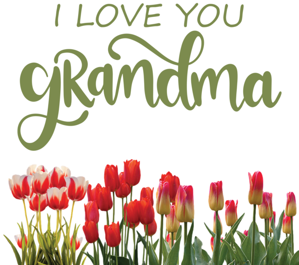 Transparent National Grandparents Day Flower Tulip for Grandmothers Day for National Grandparents Day