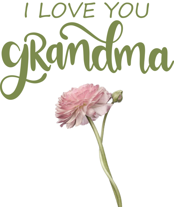 Transparent National Grandparents Day Plant stem Cut flowers Carnation M for Grandmothers Day for National Grandparents Day