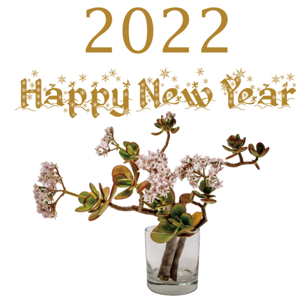 Transparent New Year Jade plant Flower Houseplant for Happy New Year 2022 for New Year