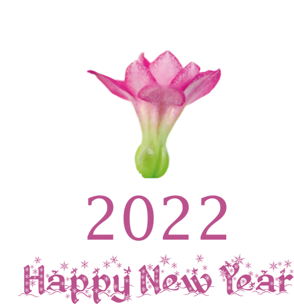 Transparent New Year Cut flowers Herbaceous plant Flower for Happy New Year 2022 for New Year