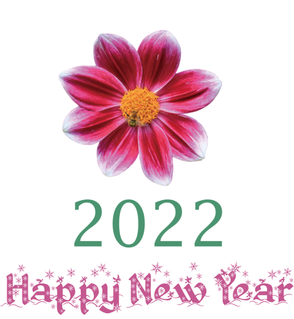 Transparent New Year Dahlia Chrysanthemum Marguerite daisy for Happy New Year 2022 for New Year