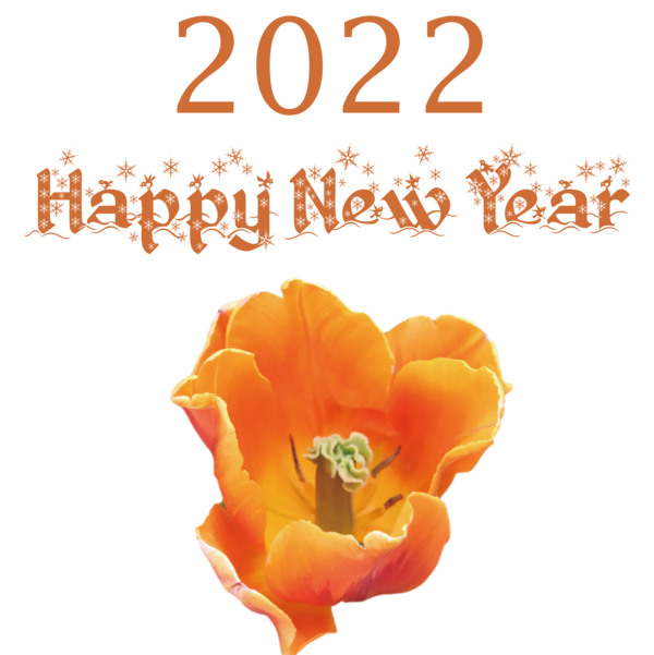 Transparent New Year Cut flowers Flower Rose family for Happy New Year 2022 for New Year