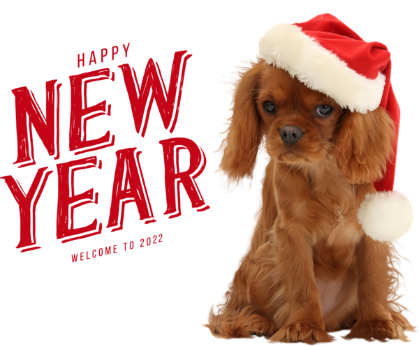 Transparent New Year Cavapoo Cavalier King Charles Spaniel Puppy for Happy New Year for New Year
