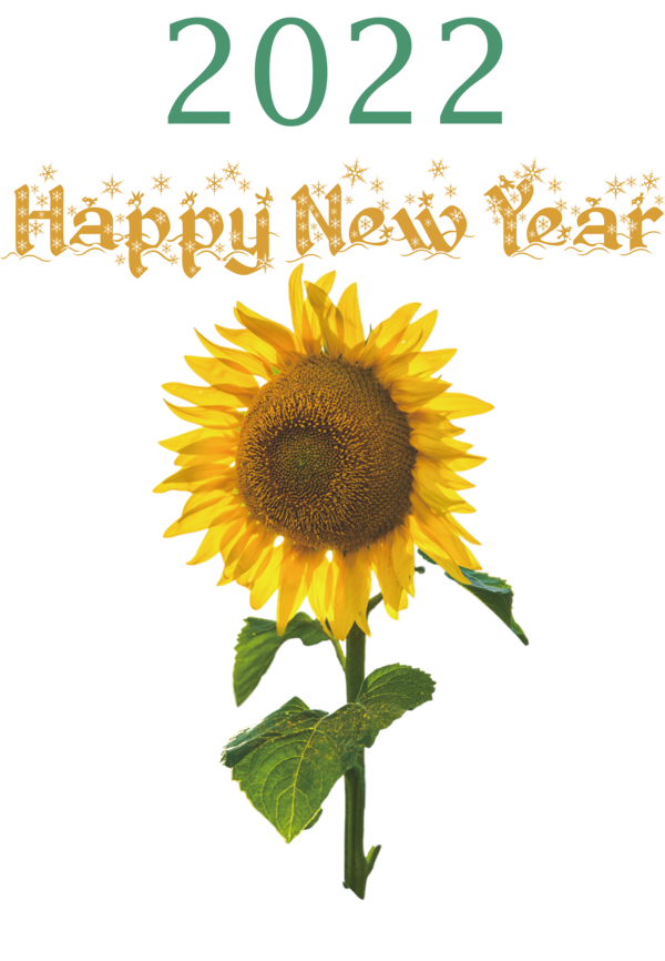 Transparent New Year Common sunflower Flower stock.xchng for Happy New Year 2022 for New Year