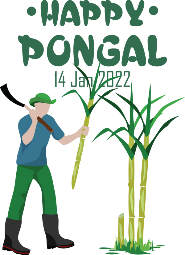 Transparent Pongal Sugarcane farm Agriculture for Thai Pongal for Pongal