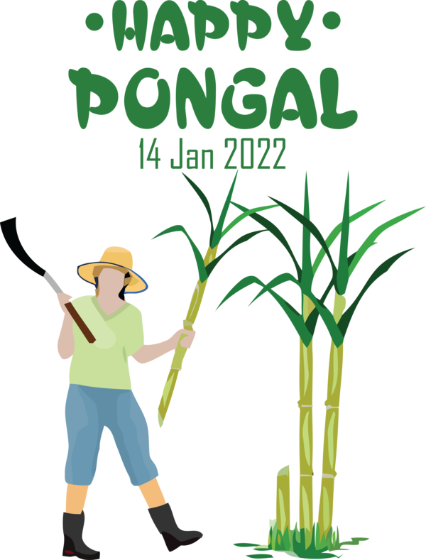 Transparent Pongal Sugarcane juice Sugarcane Agriculture for Thai Pongal for Pongal