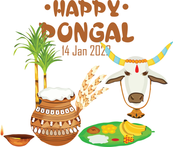 Transparent Pongal Pongal Goat Festival for Thai Pongal for Pongal