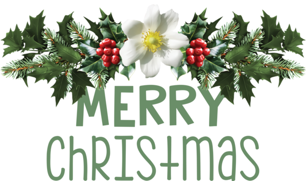 Transparent Christmas Mistletoe Viscum album Christmas Day for Merry Christmas for Christmas