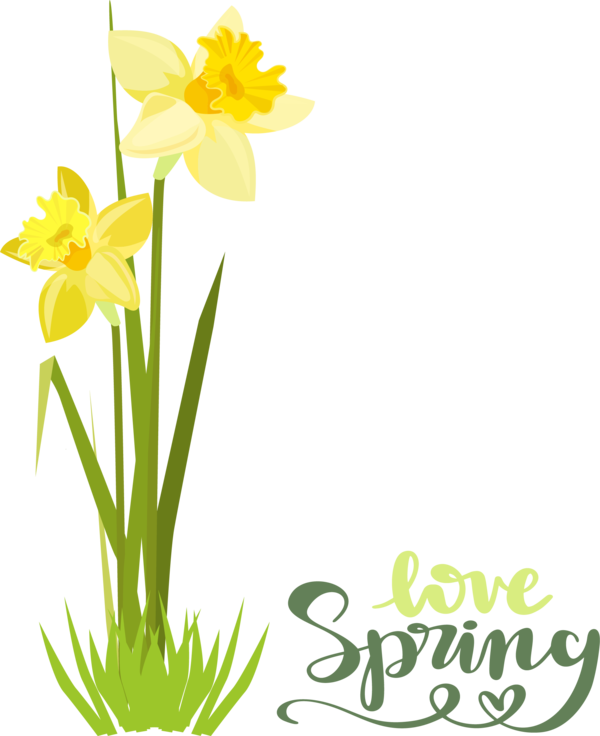 Transparent Easter Daffodil Plant stem Floral design for Hello Spring for Easter