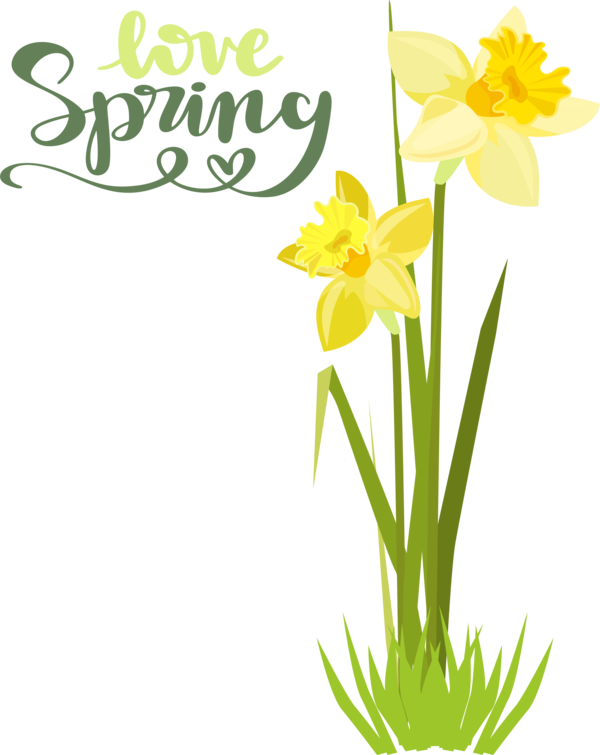 Transparent Easter Plant stem Daffodil Floral design for Hello Spring for Easter
