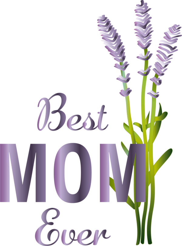 Transparent Mother's Day English lavender Lavender oil Flower for Happy Mother's Day for Mothers Day