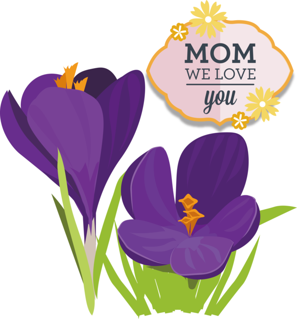 Transparent Mother's Day Crocus vernus Crocus flavus Bieberstein's crocus for Love You Mom for Mothers Day