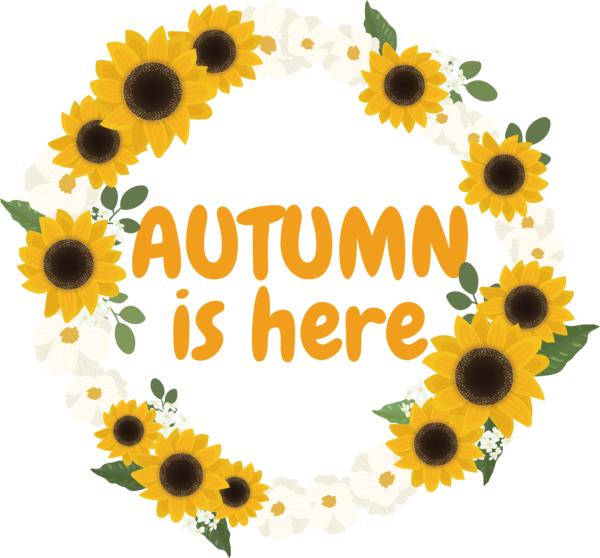 Transparent thanksgiving Common sunflower Flower Design for Hello Autumn for Thanksgiving