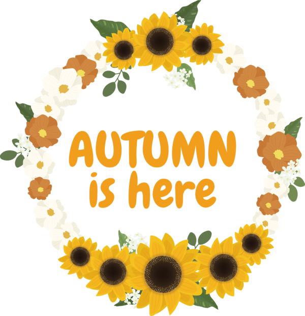 Transparent thanksgiving Common sunflower Drawing Design for Hello Autumn for Thanksgiving