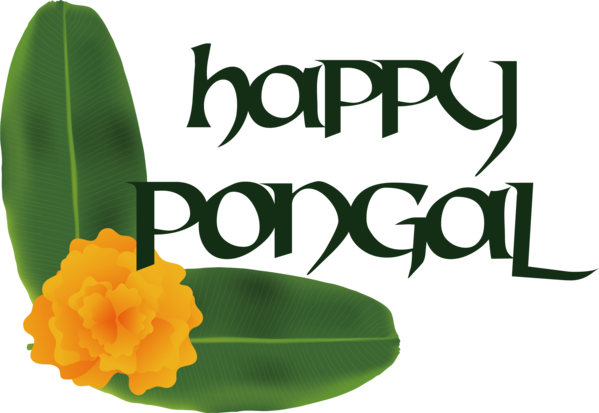 Transparent Pongal happy pongal Pongal for happy pongal for Pongal