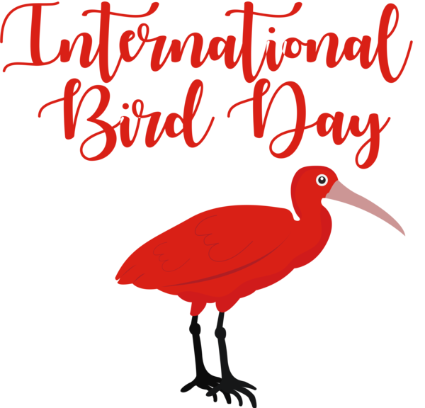Transparent Bird Day Bird Day Happy Bird Day Bird for Happy Bird Day for Bird Day