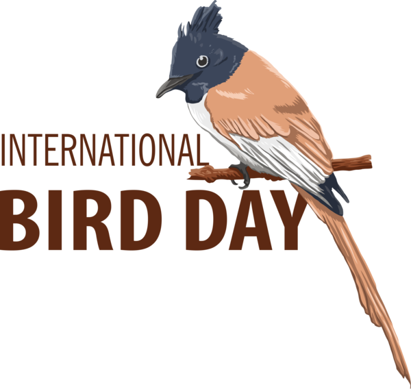 Transparent Bird Day Bird Day World Bird Day for Happy Bird Day for Bird Day