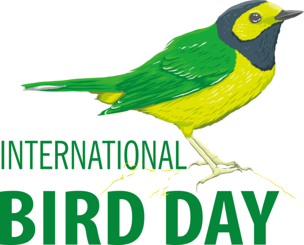 Transparent Bird Day Bird Day International Bird Day Happy Bird Day for Happy Bird Day for Bird Day