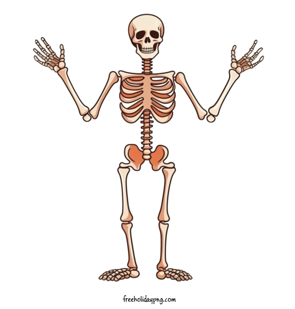 Transparent Halloween Skeleton skeleton bones for Skeleton for Halloween