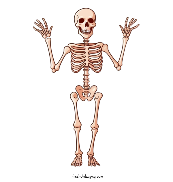 Transparent Halloween Skeleton skeleton bone for Skeleton for Halloween