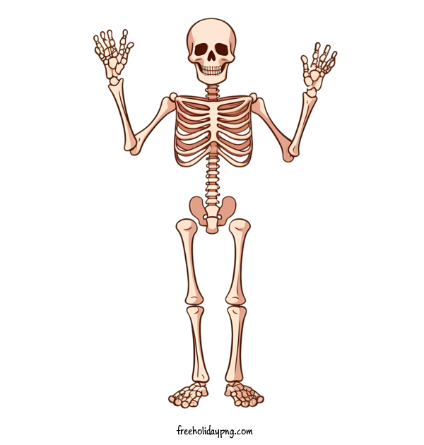 Transparent Halloween Halloween skeleton bone skeleton for Halloween skeleton for Halloween